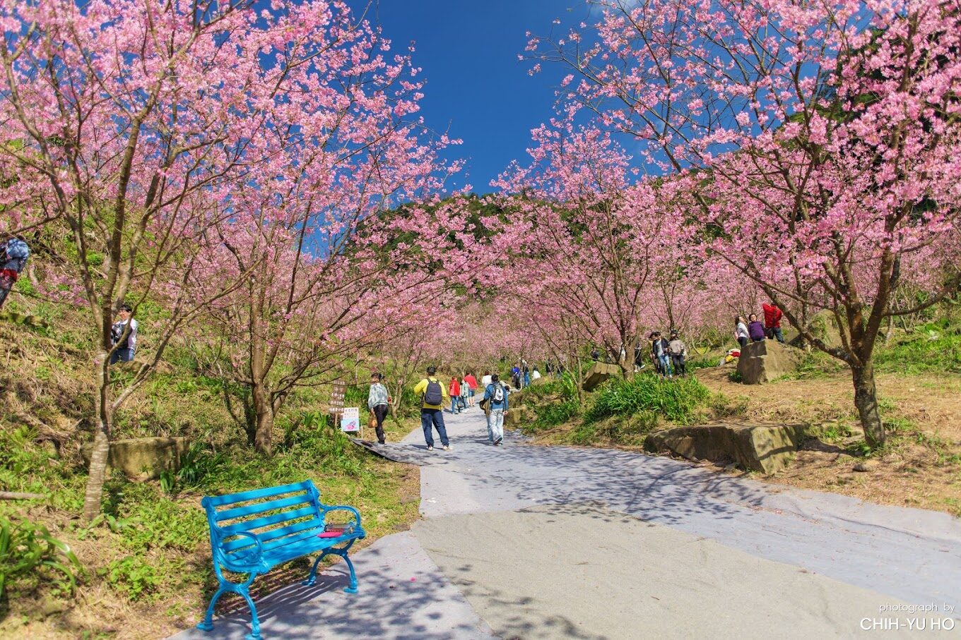 大熊櫻花林必遊景點｜2025年最佳賞櫻指南