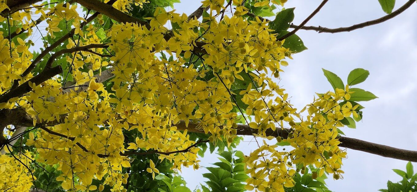 黃花風鈴木攻略｜2025年最佳賞花景點及周邊推薦