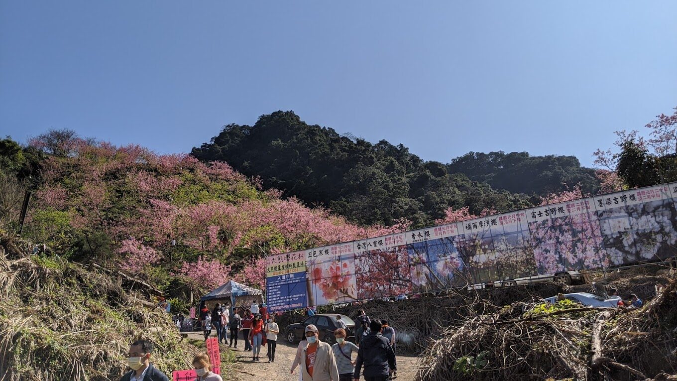 大熊櫻花林必遊景點｜2025年最佳賞櫻指南