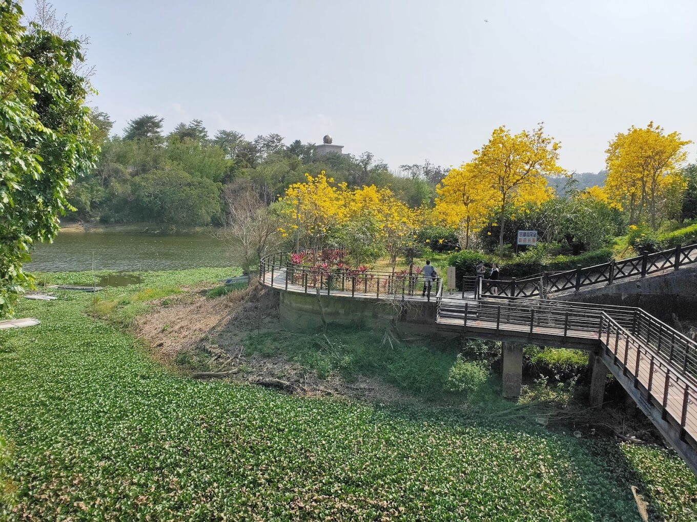 黃花風鈴木攻略｜2025年最佳賞花景點及周邊推薦