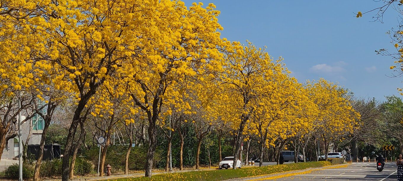 風鈴木季節限定：春季台灣4大夢幻賞花景點揭秘