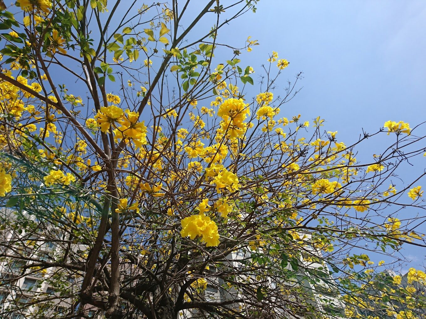 風鈴木季節限定：春季台灣4大夢幻賞花景點揭秘