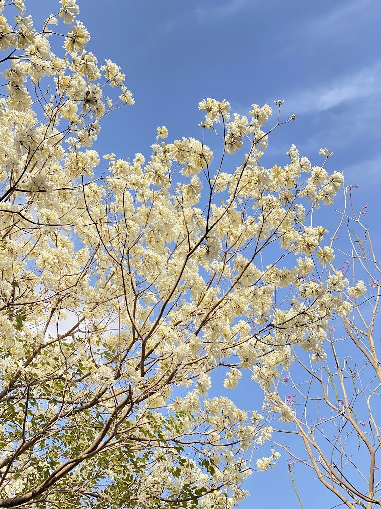 風鈴木季節限定：春季台灣4大夢幻賞花景點揭秘