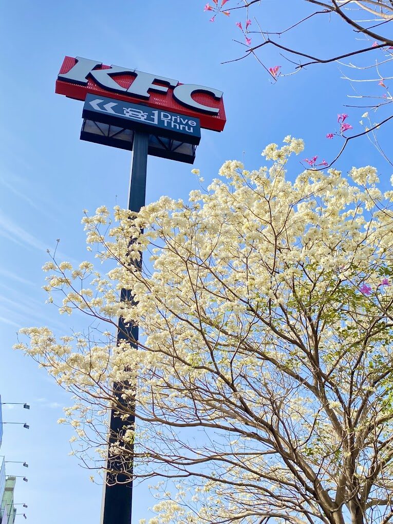 風鈴木季節限定：春季台灣4大夢幻賞花景點揭秘