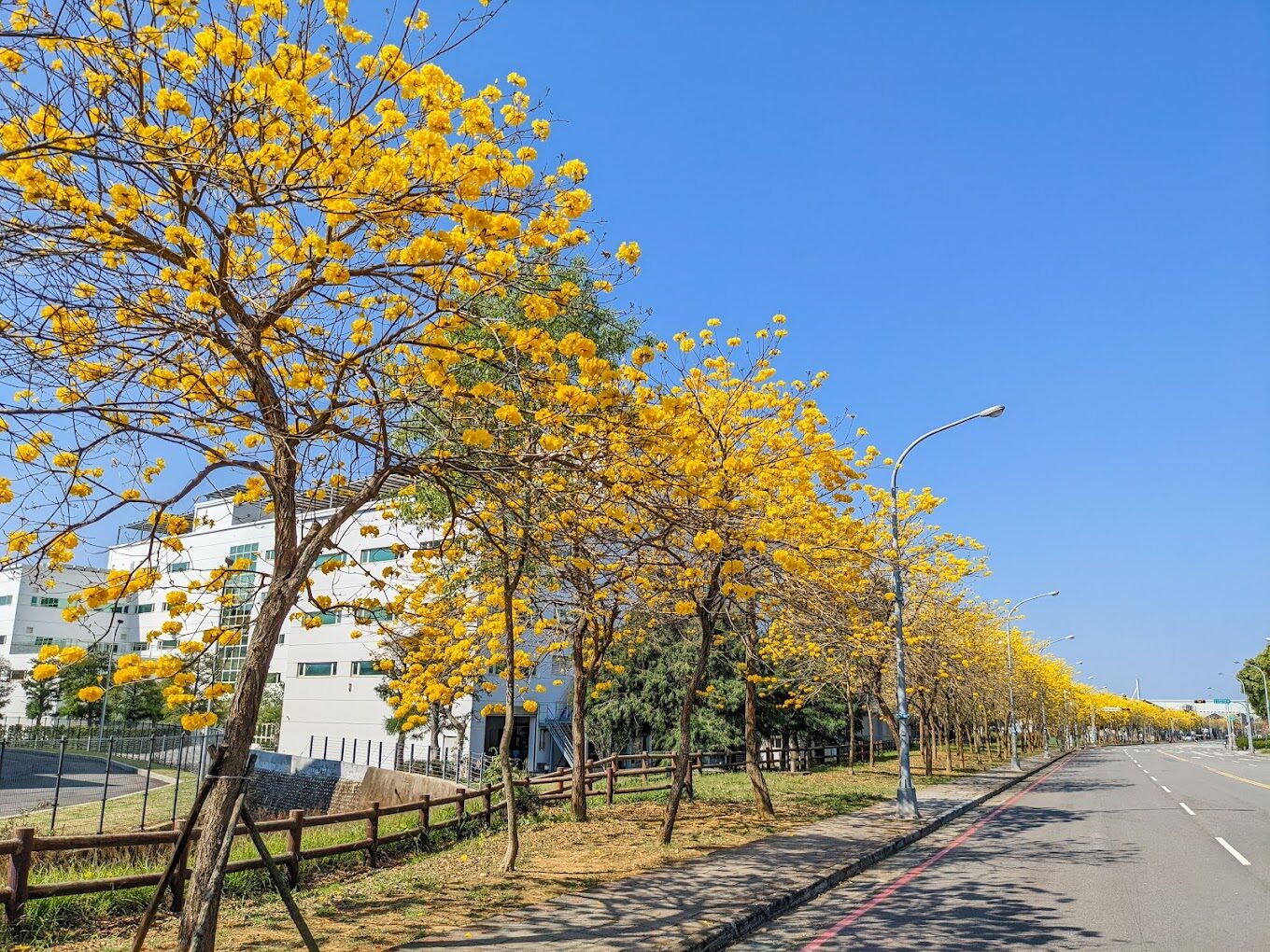 風鈴木季節限定：春季台灣4大夢幻賞花景點揭秘