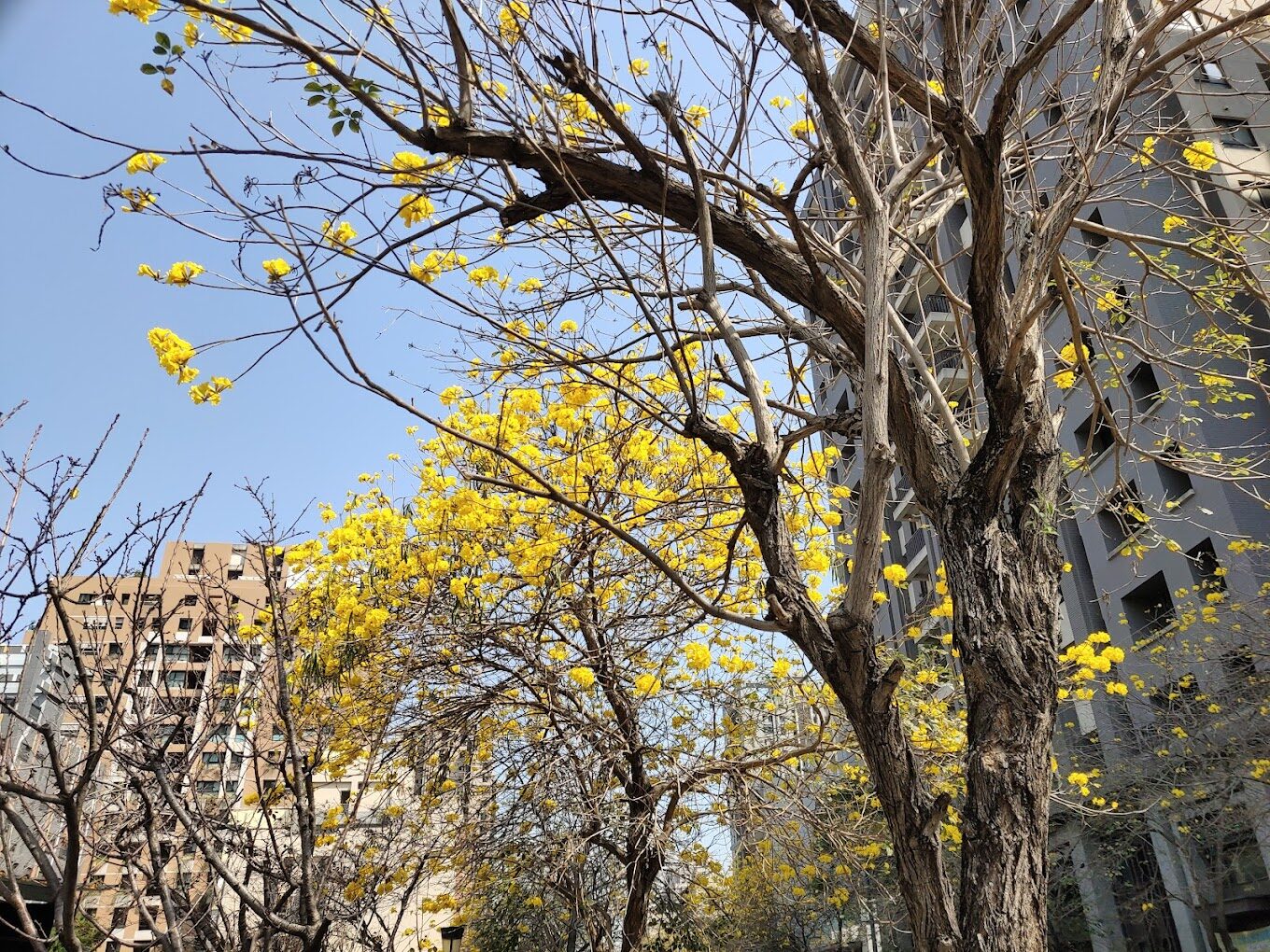 風鈴木季節限定：春季台灣4大夢幻賞花景點揭秘