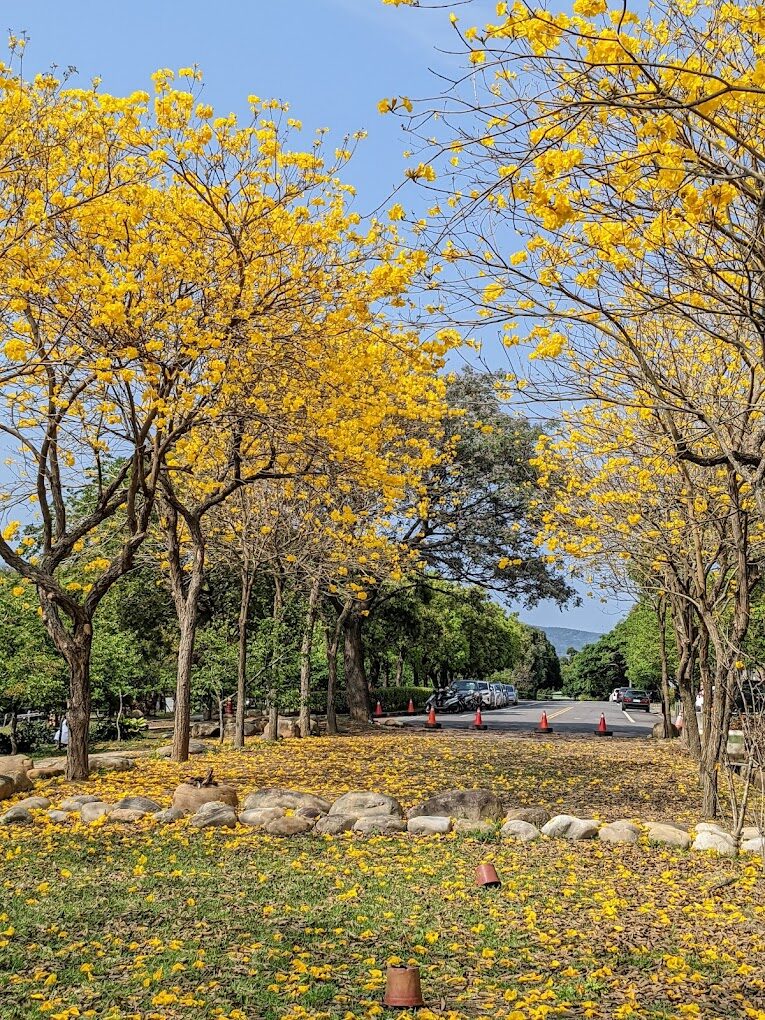 風鈴木季節限定：春季台灣4大夢幻賞花景點揭秘