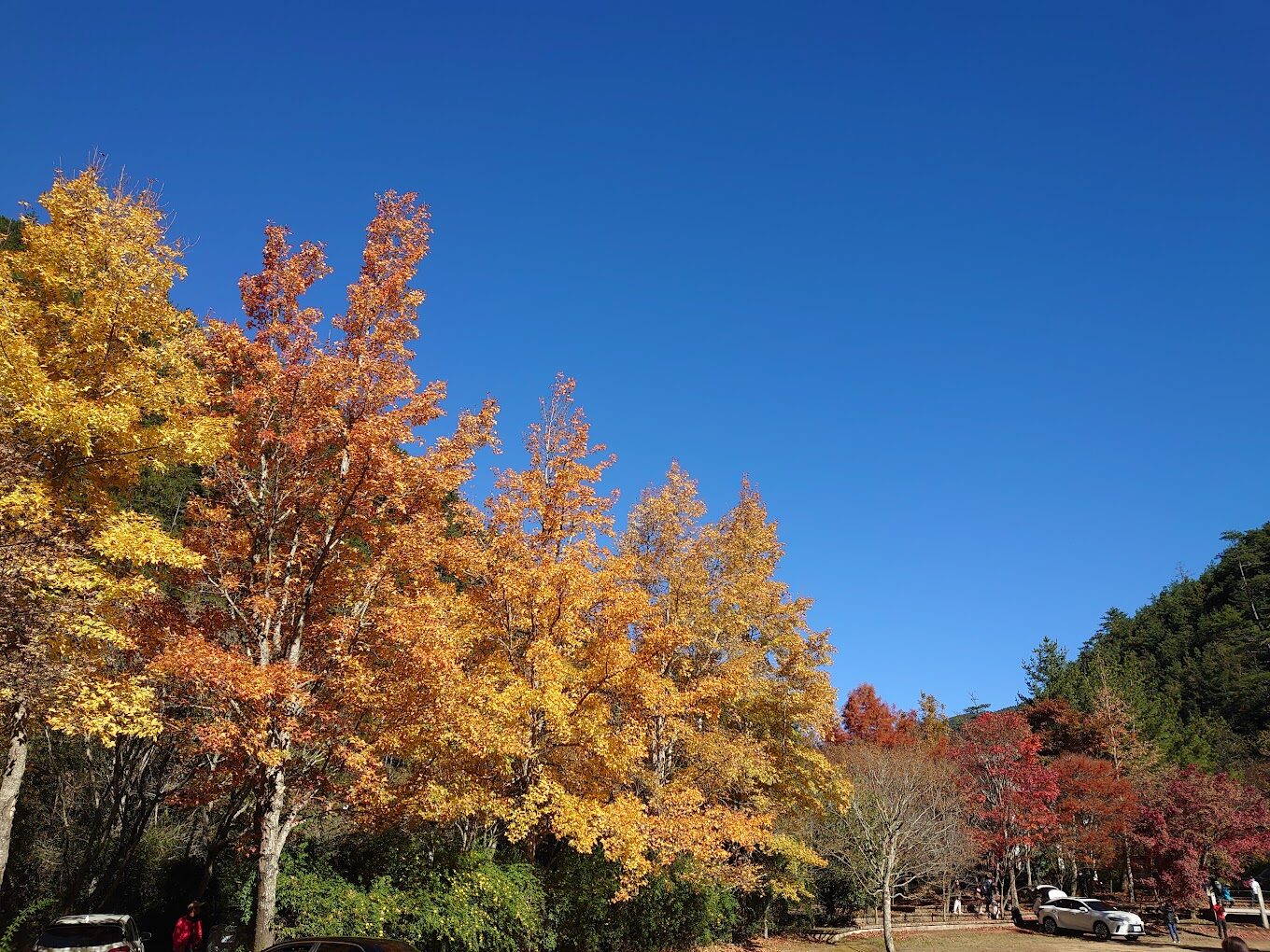 武陵農場旅遊指南｜必訪景點及最佳賞楓、賞櫻、賞梅時間
