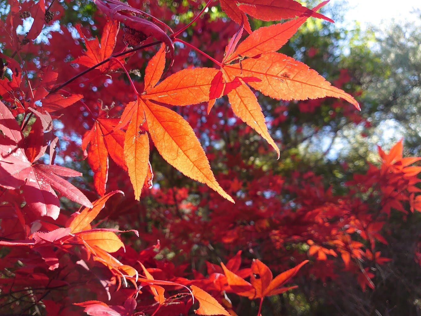 武陵農場旅遊指南｜必訪景點及最佳賞楓、賞櫻、賞梅時間