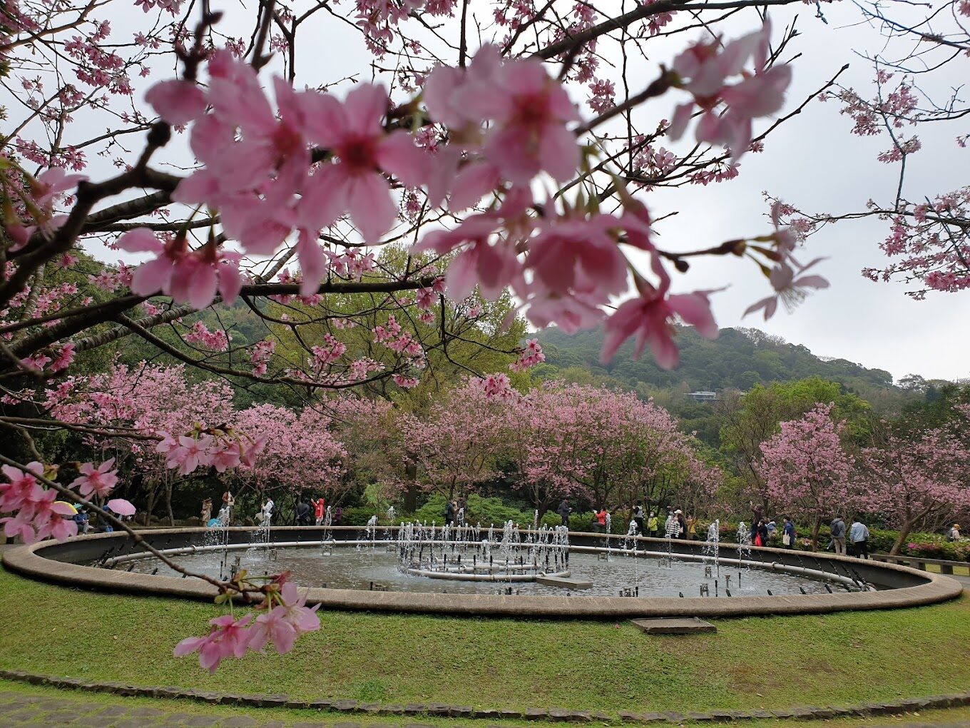 【2025】陽明山櫻花季必遊推薦｜不容錯過的賞櫻秘境