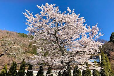 2025櫻花季節旅遊指南｜必去的賞櫻景點推薦