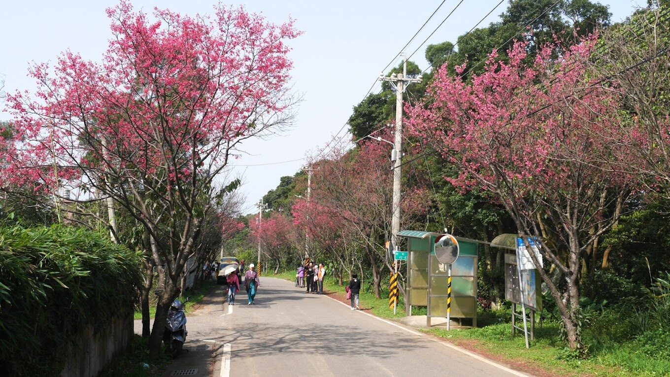 淡水櫻花大道必遊理由｜淡水一日遊攻略與景點推薦