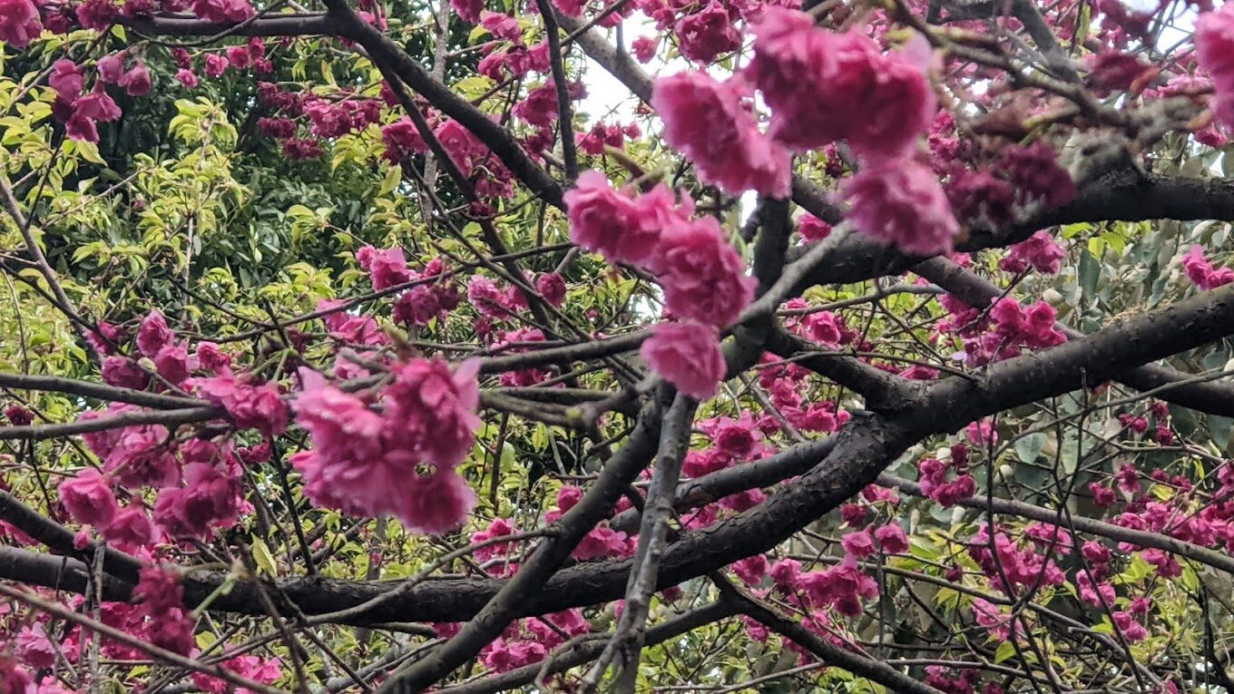 淡水櫻花大道必遊理由｜淡水一日遊攻略與景點推薦