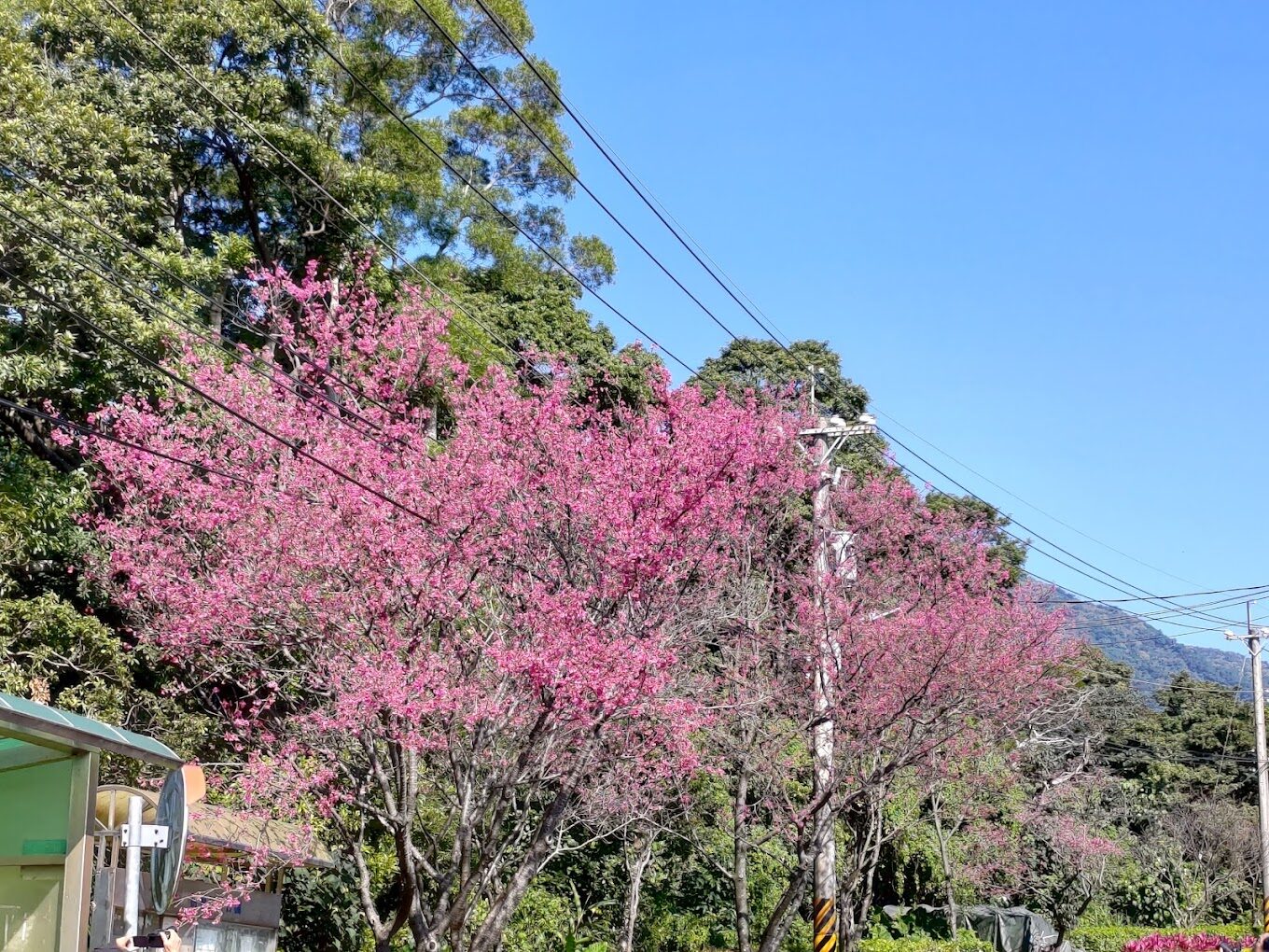 淡水櫻花大道必遊理由｜淡水一日遊攻略與景點推薦