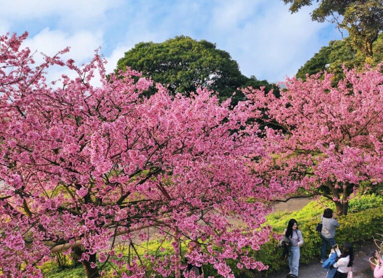淡水櫻花大道必遊理由｜淡水一日遊攻略與景點推薦