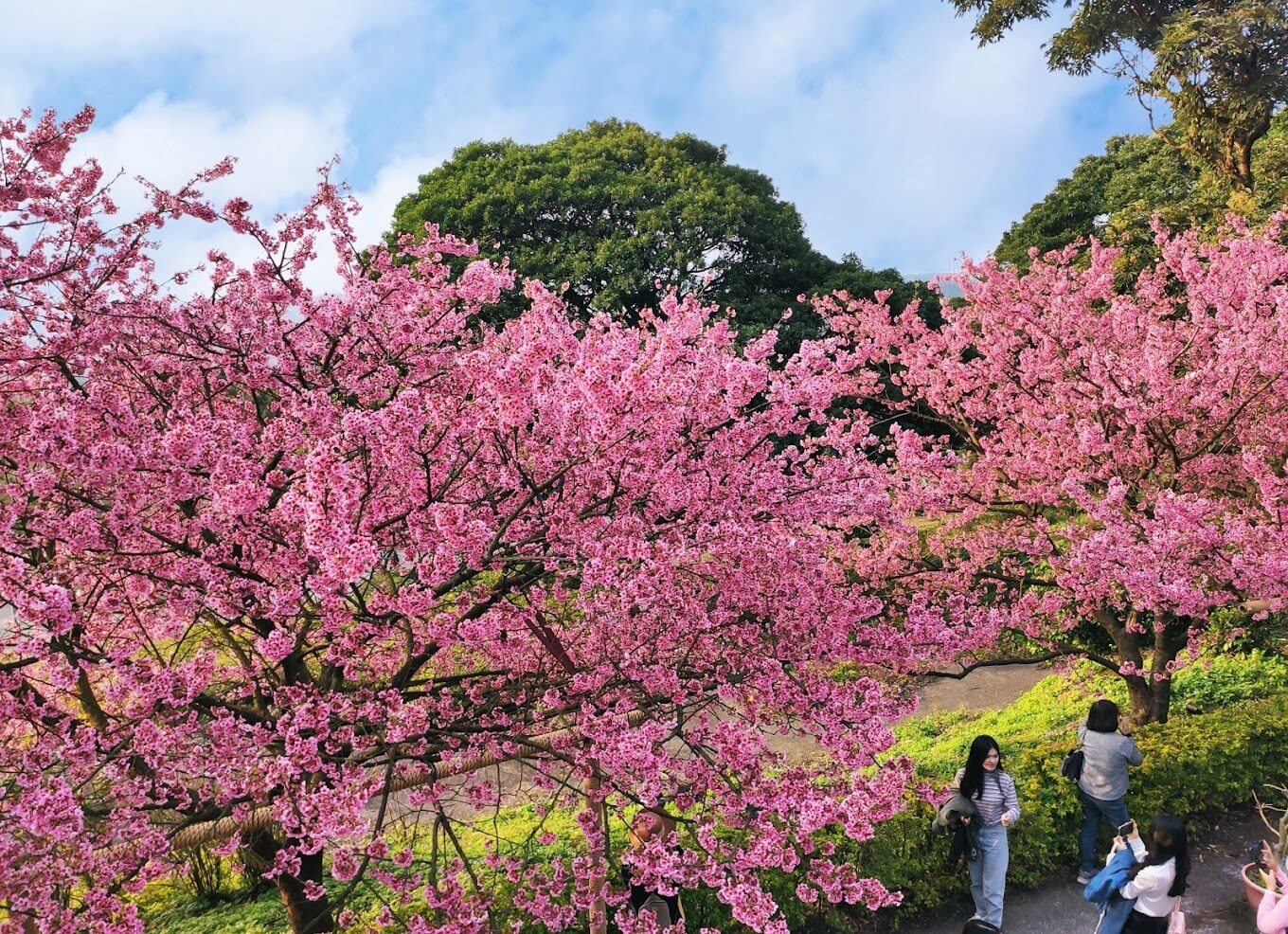 淡水櫻花大道必遊理由｜淡水一日遊攻略與景點推薦