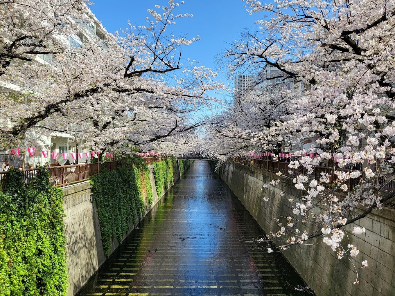 櫻花景點必看！2025年不可錯過的賞櫻勝地