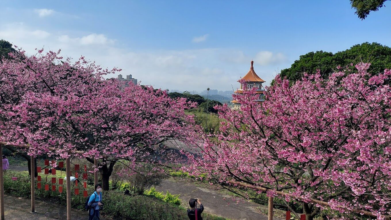 天元宮著名的吉野櫻盛開景象，粉嫩花瓣與建築相映成趣