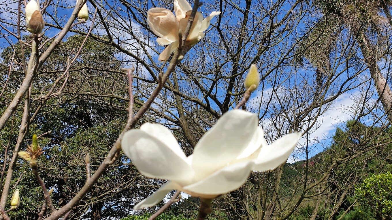 近距離拍攝櫻花特寫，展現花朵細緻的美感