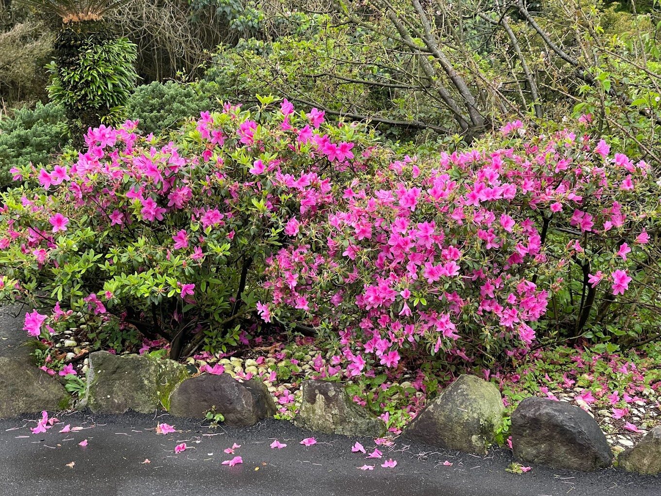 天元宮櫻花季吸引大量遊客前來朝聖