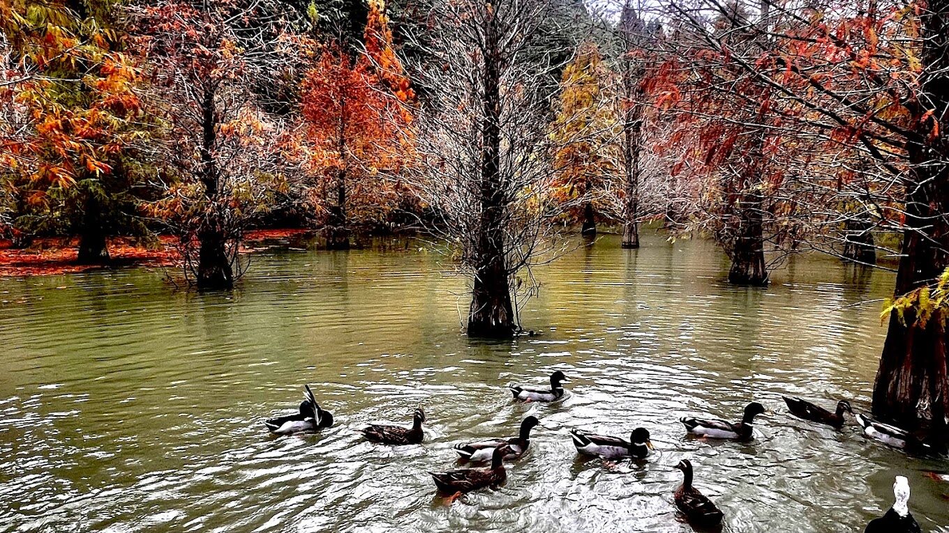 三灣落羽松旅遊攻略｜2025年必訪秘境與不可錯過的景點