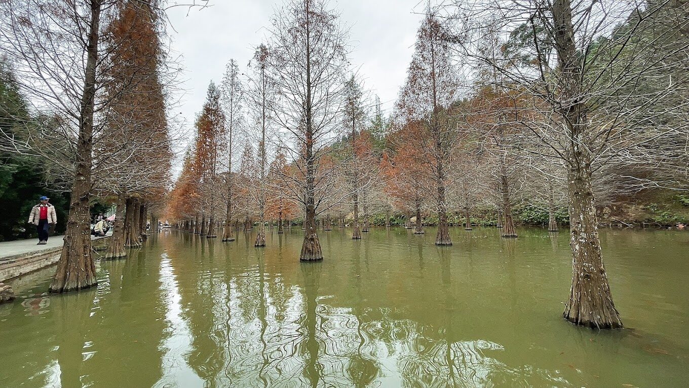 三灣落羽松旅遊攻略｜2025年必訪秘境與不可錯過的景點