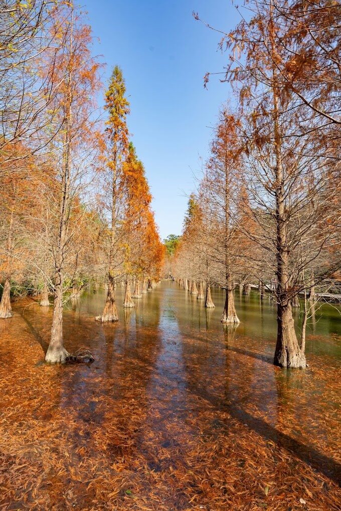 三灣落羽松旅遊攻略｜2025年必訪秘境與不可錯過的景點
