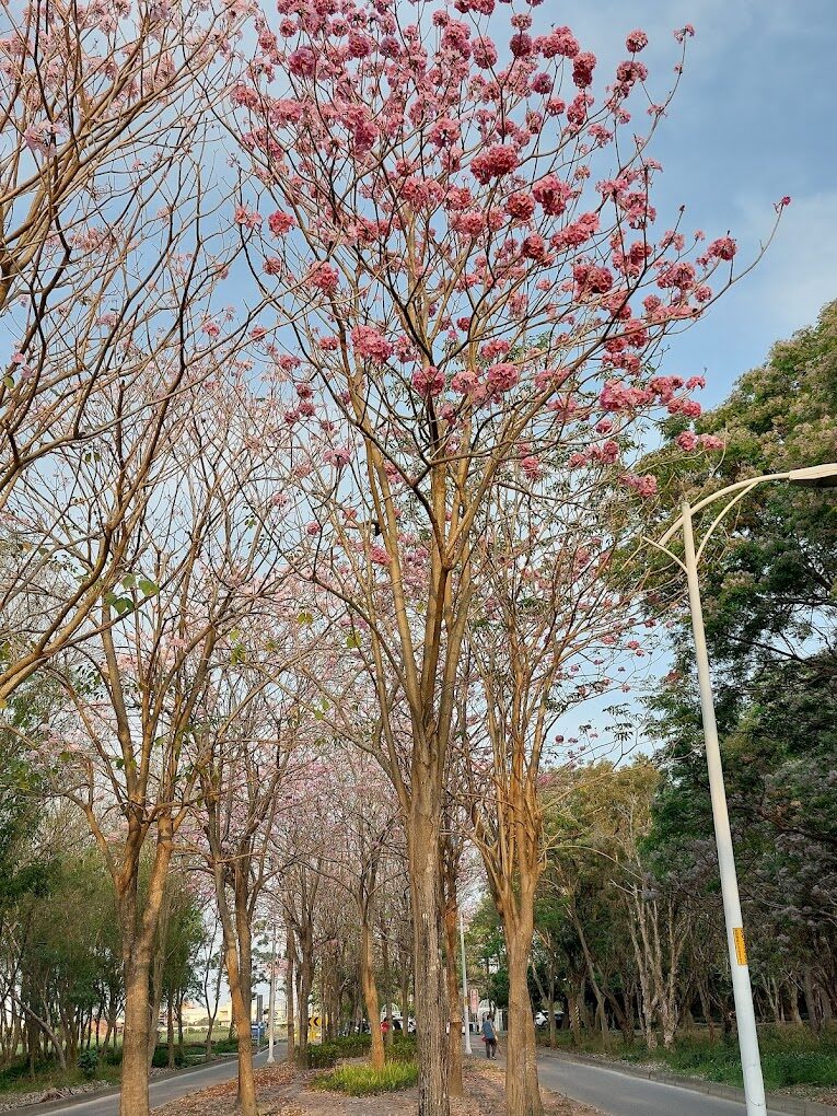 溪州公園綠意盎然的景致