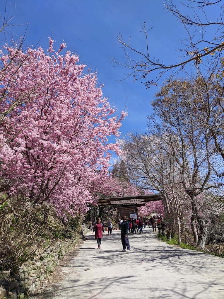 避免錯過司馬庫斯櫻花季的關鍵理由|2025旅遊必知