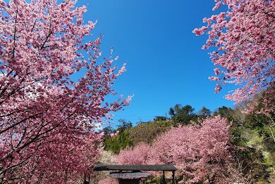 避免錯過司馬庫斯櫻花季的關鍵理由|2025旅遊必知