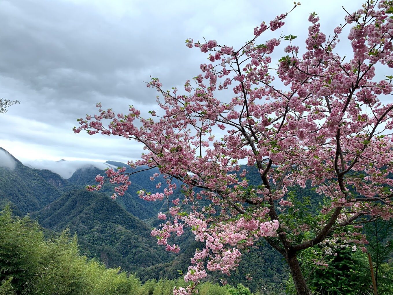 避免錯過司馬庫斯櫻花季的關鍵理由｜2025旅遊必知