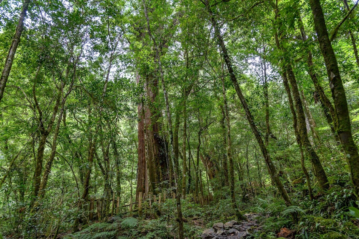 2025司馬庫斯旅遊指南：必訪景點與當地美食推薦