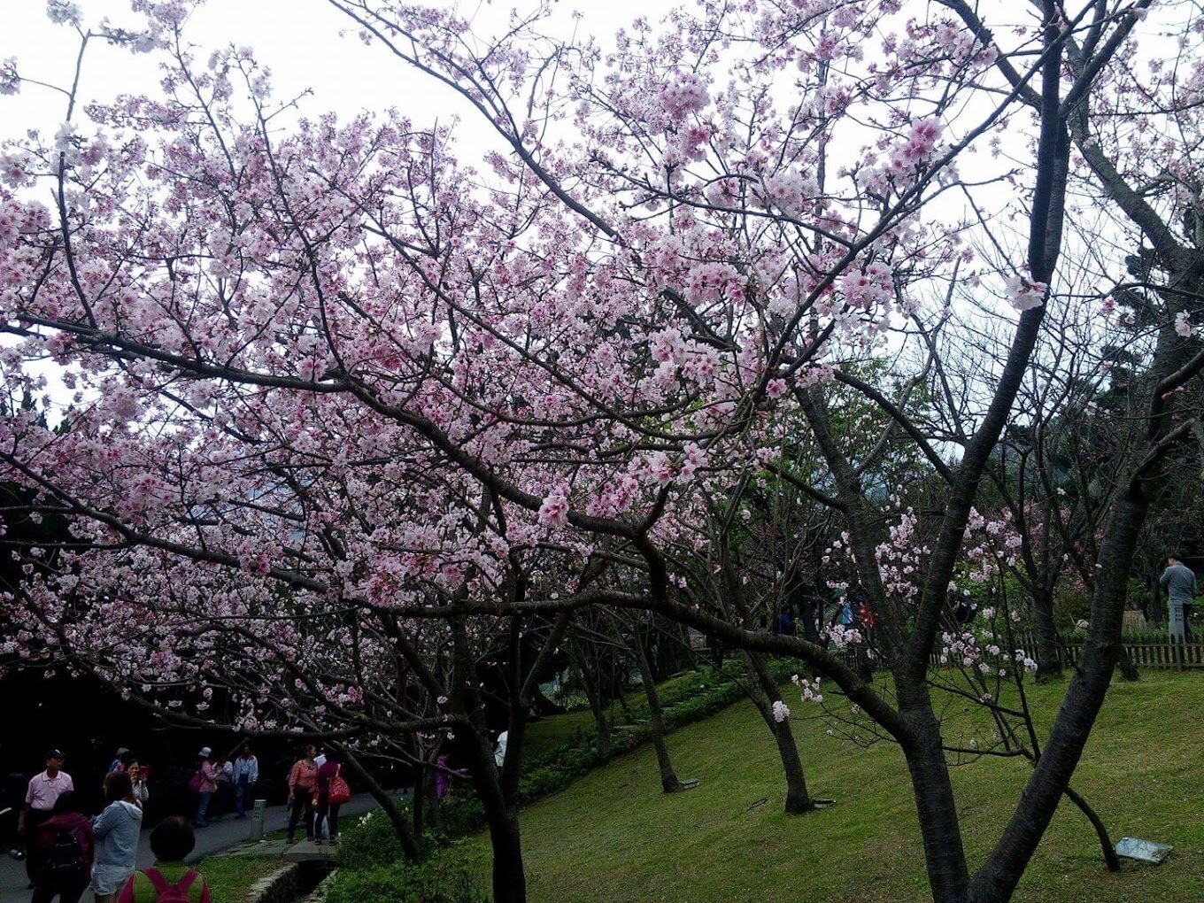 陽明山必去景點與美食推薦｜避開人潮的隱藏秘境