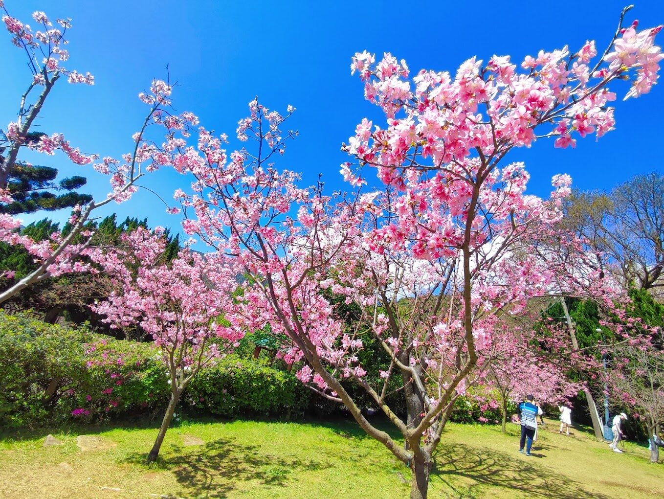 陽明山櫻花：2024最佳賞櫻攻略｜必去打卡景點