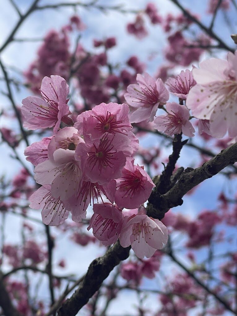 【2025】大熊櫻花林不可錯過的賞櫻秘境｜避開人潮的最佳賞櫻攻略