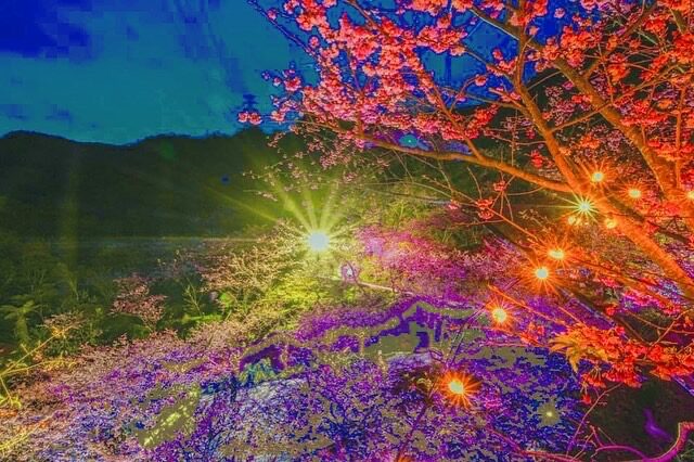 【2025】大熊櫻花林不可錯過的賞櫻秘境｜避開人潮的最佳賞櫻攻略