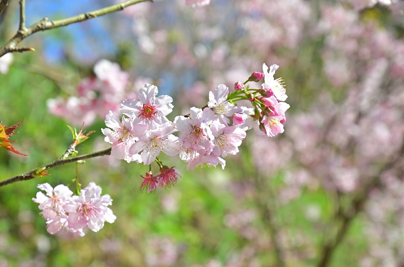 三峽大熊櫻花林攻略：2025年必打卡的景點與美食推薦
