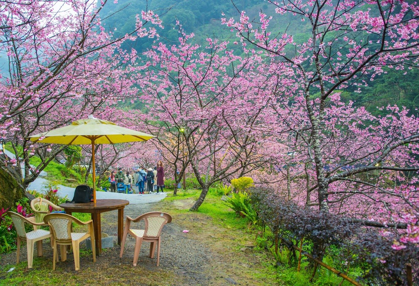 三峽大熊櫻花林攻略：2025年必打卡的景點與美食推薦