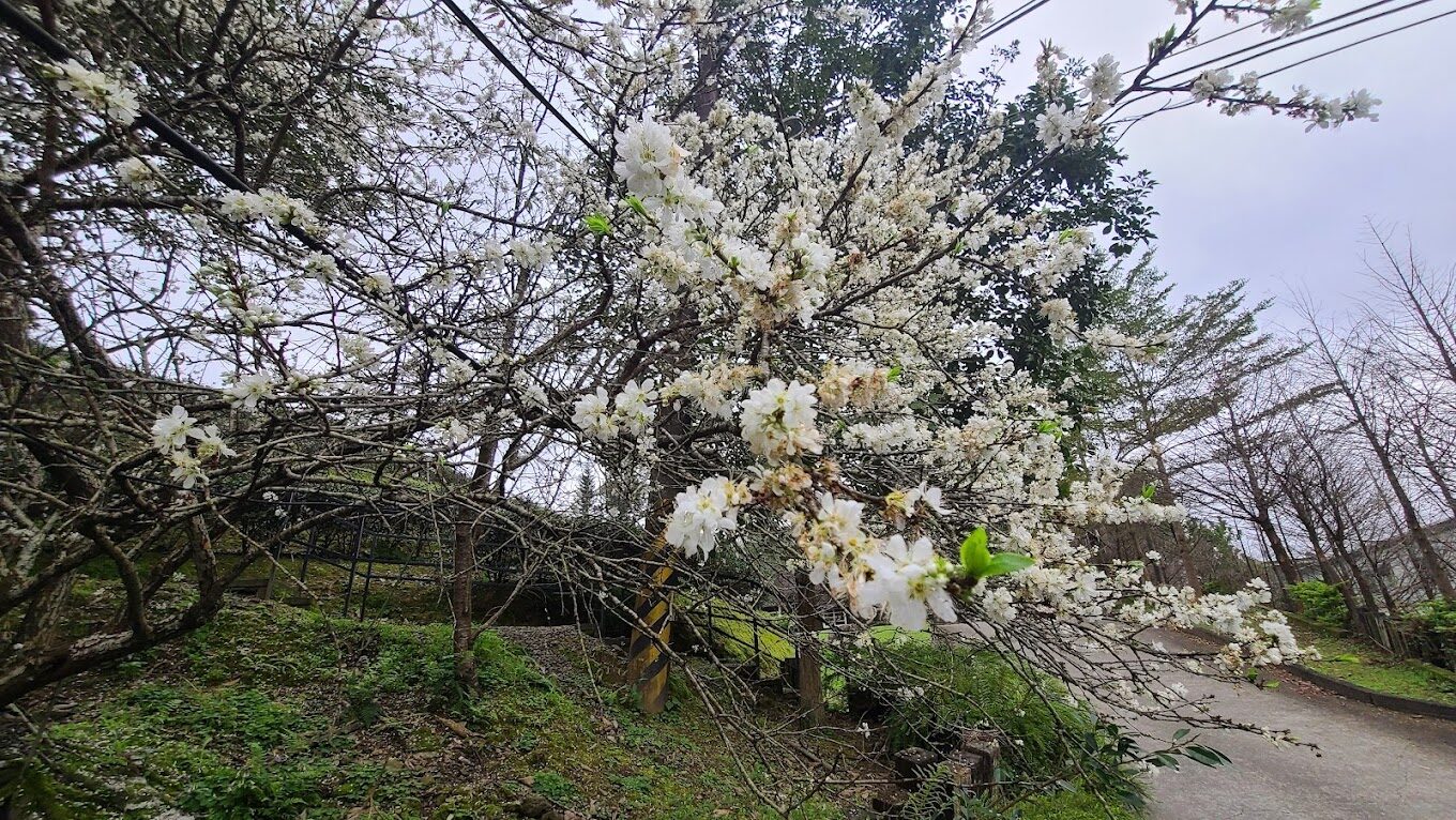 三峽大熊櫻花林攻略：2025年必打卡的景點與美食推薦