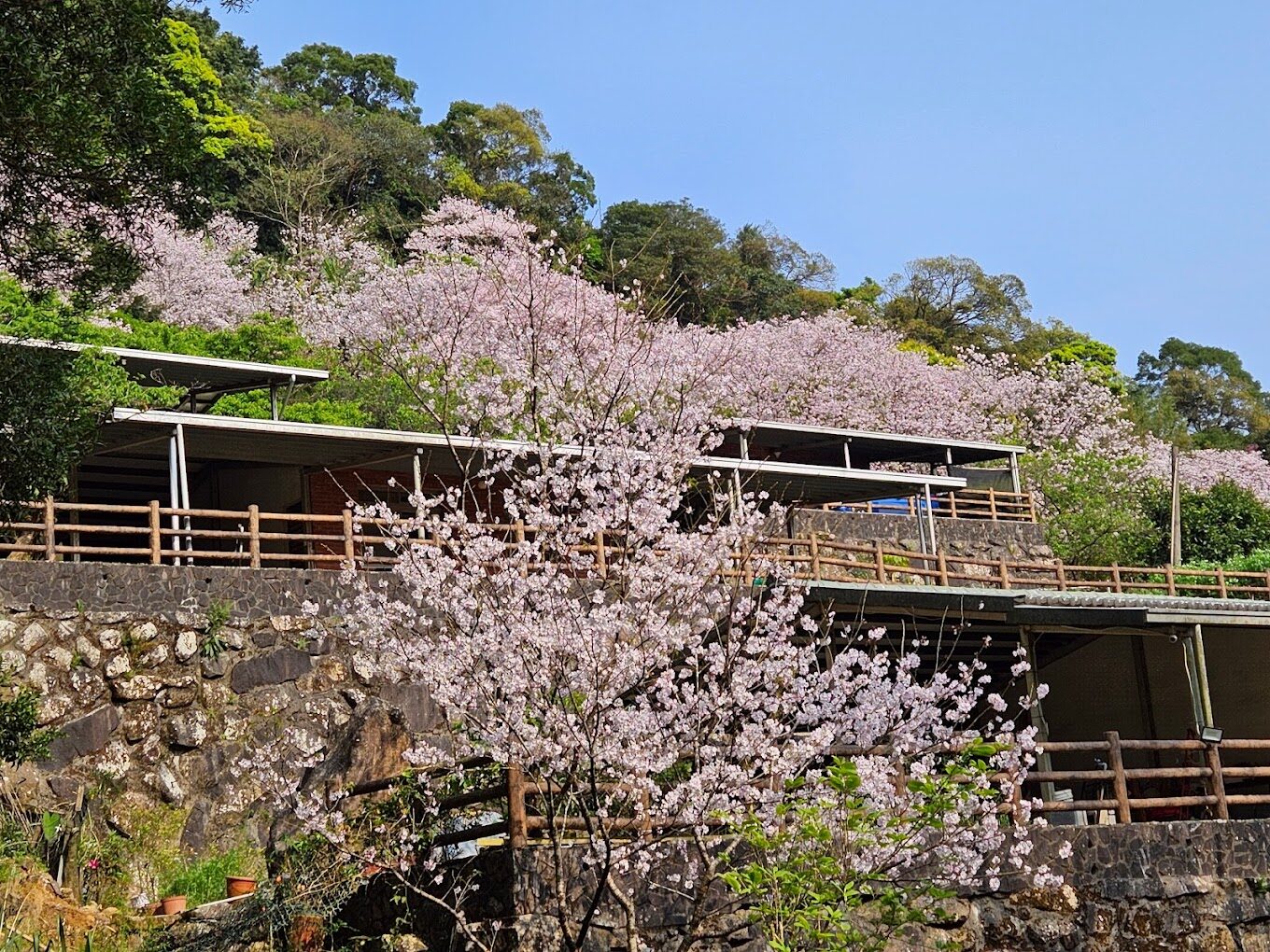 平菁街櫻花觀賞地點大揭秘|避免錯過的絕美賞櫻角落