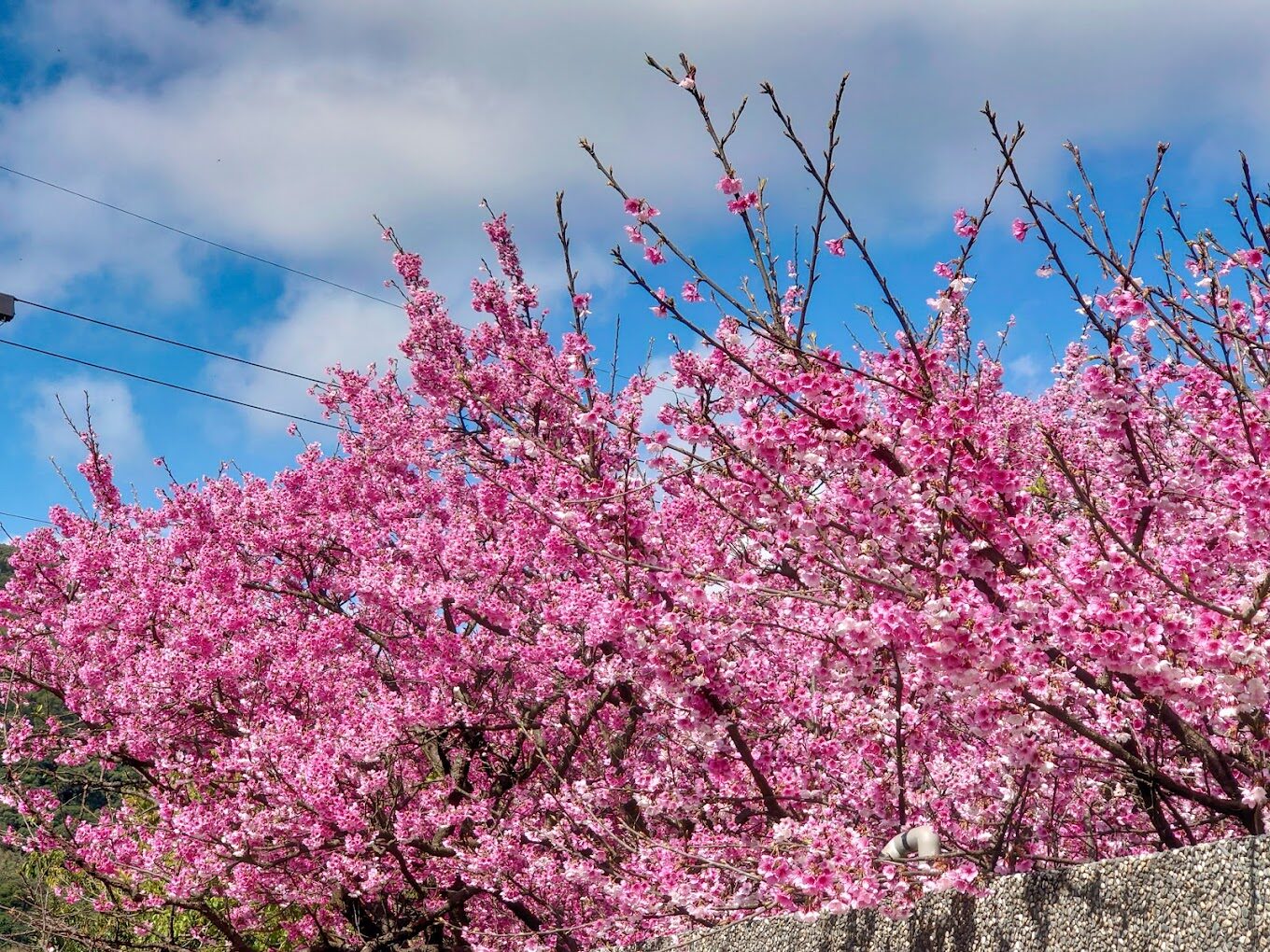 平菁街櫻花觀賞地點大揭秘|避免錯過的絕美賞櫻角落