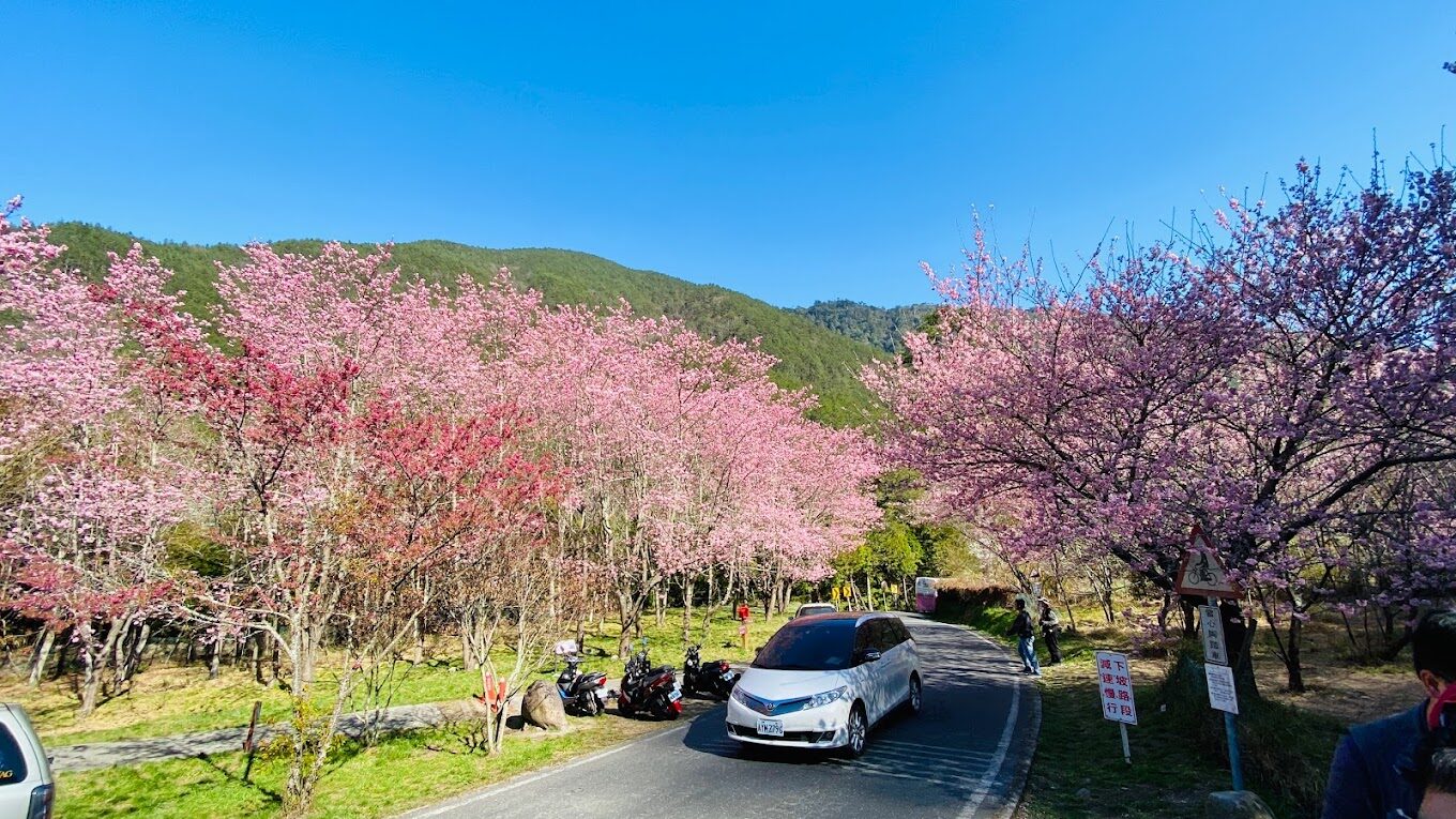 讓你避開武陵農場踩雷的攻略|旅行前必讀