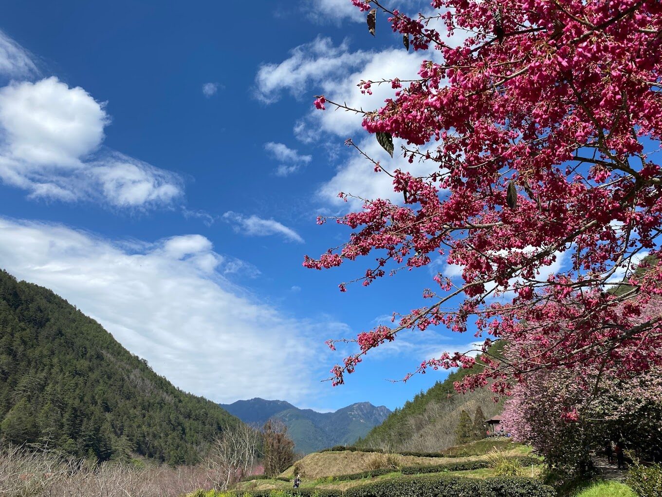 讓你避開武陵農場踩雷的攻略|旅行前必讀