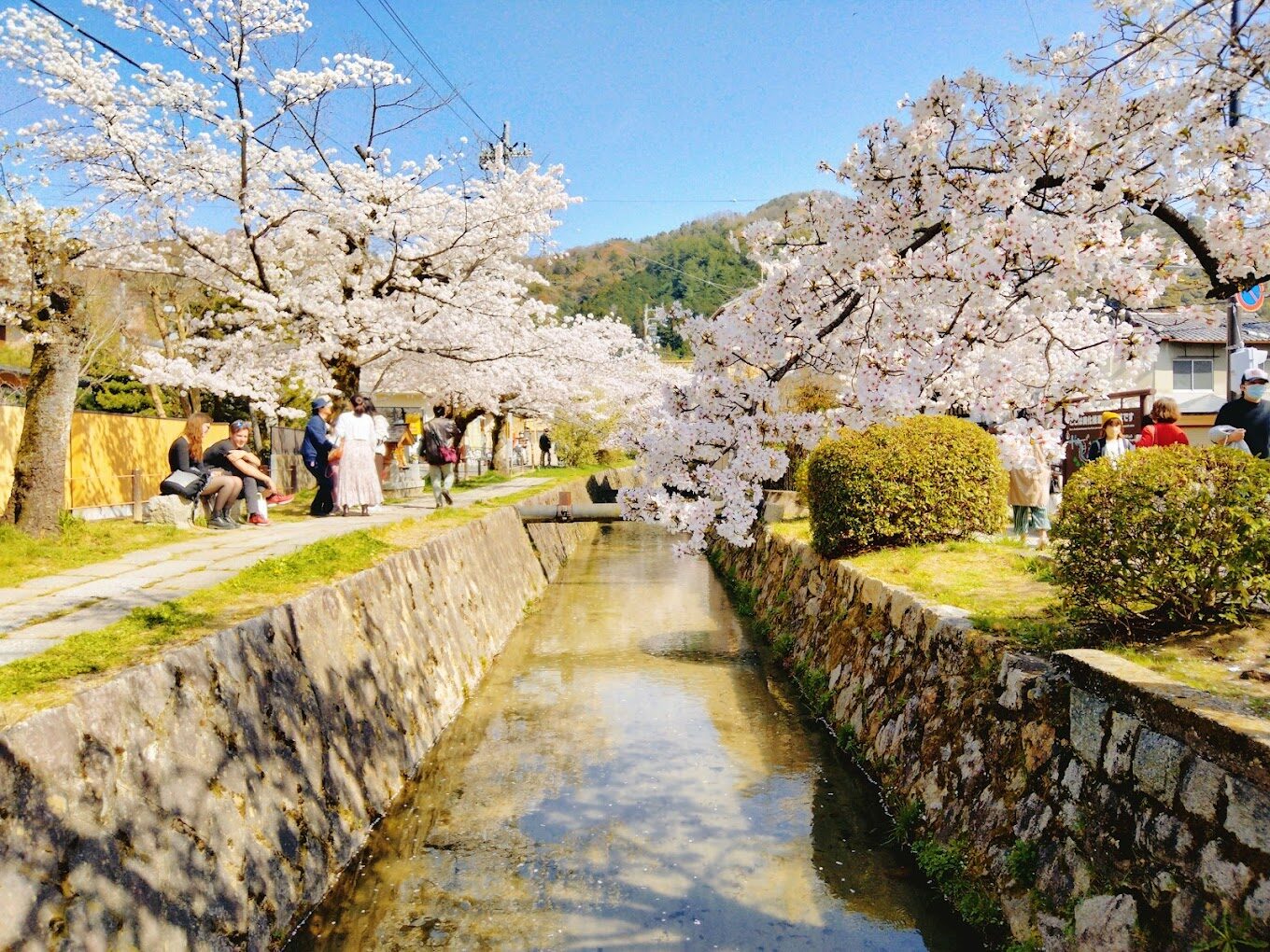 櫻花季攻略：2025年日本最佳賞櫻景點推薦