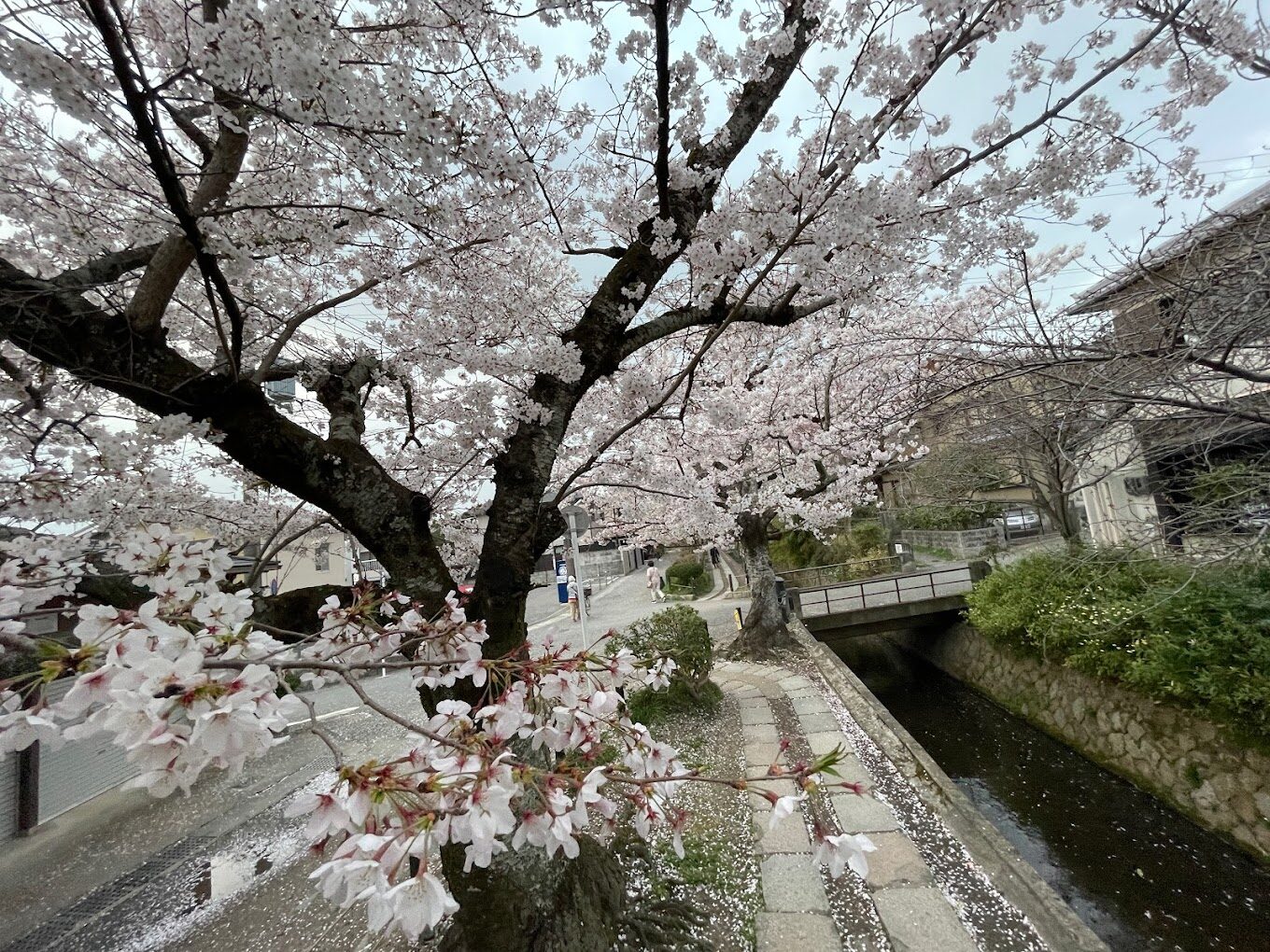 櫻花季攻略：2025年日本最佳賞櫻景點推薦