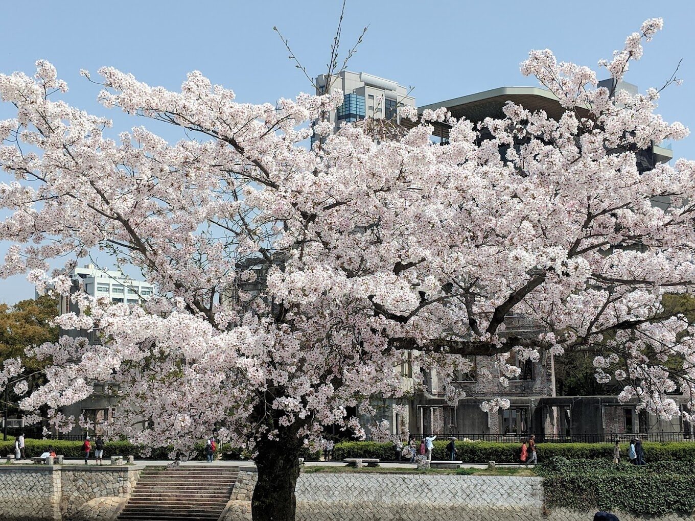 櫻花季攻略：2025年日本最佳賞櫻景點推薦