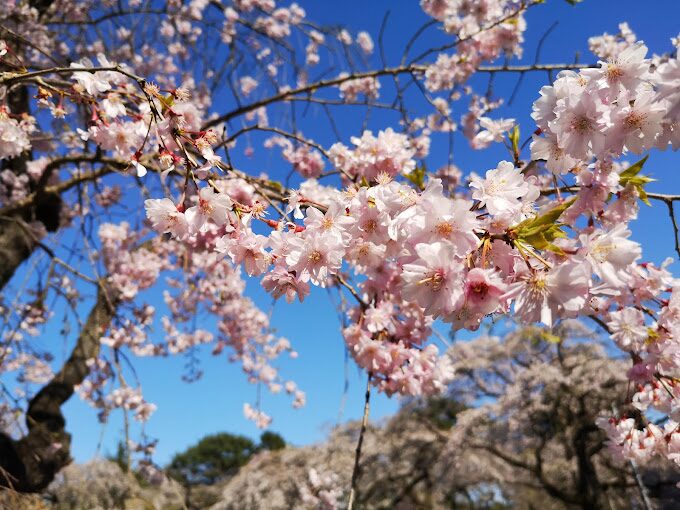 櫻花季攻略：2025年日本最佳賞櫻景點推薦