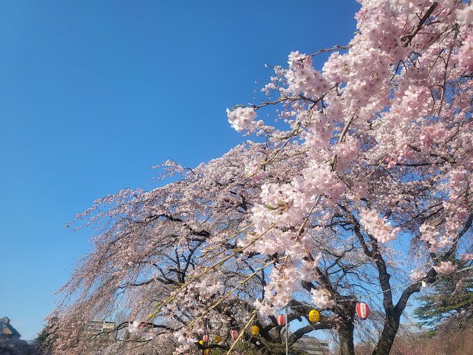 櫻花季攻略：2025年日本最佳賞櫻景點推薦