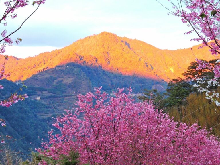 2025探索司馬庫斯：不可錯過的秘境與在地美食指南