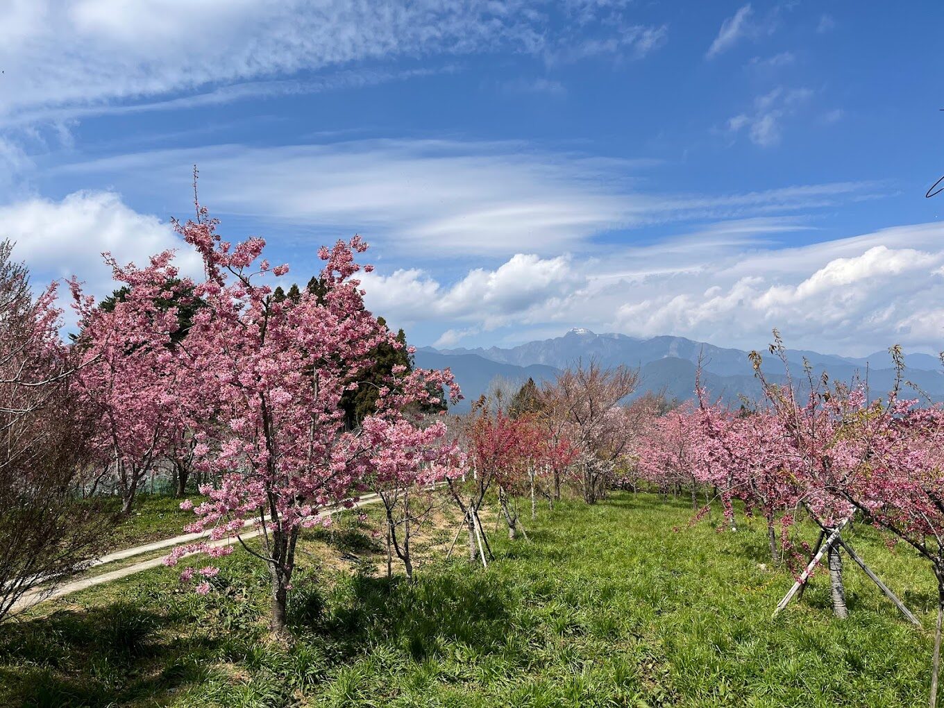 2025福壽山農場旅遊指南｜避開人潮秘訣與水果